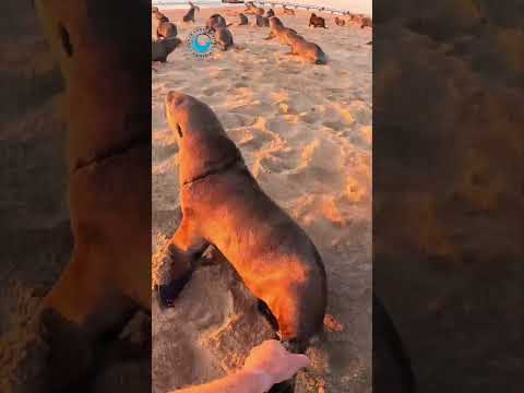 Quick and Easy Seal Rescue #shorts thumbnail