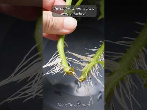 Propagating Tomatoes - Growing From Cuttings thumbnail