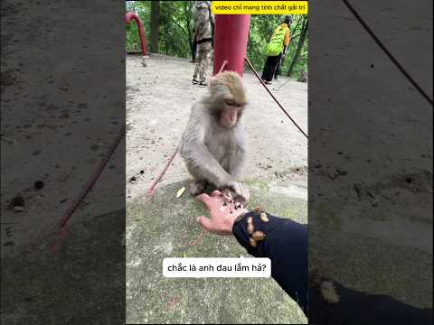 Anh trai gặp nạn được em khỉ tốt bụng giúp đỡ #shorts thumbnail