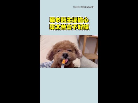 【天使狗勾】原本擔心藥太苦不好餵　沒想到狗狗們吃得真香XD #Shorts thumbnail