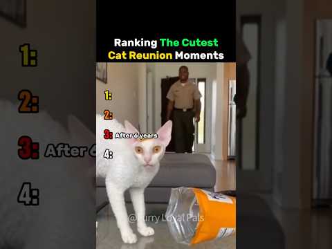 Ranking The Cutest Cat Reunion Moments #cat thumbnail