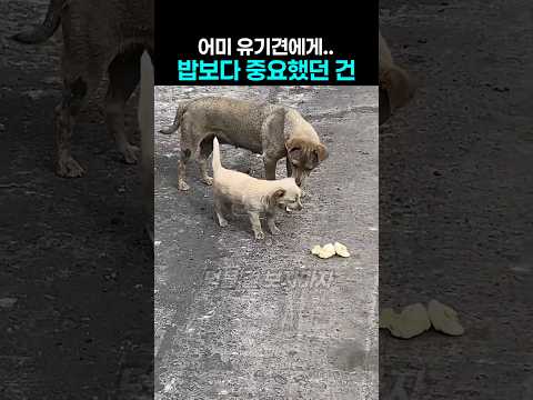 음식 앞에 두고.. 새끼 마음 알아챈 어미개의  따뜻한 행동 thumbnail