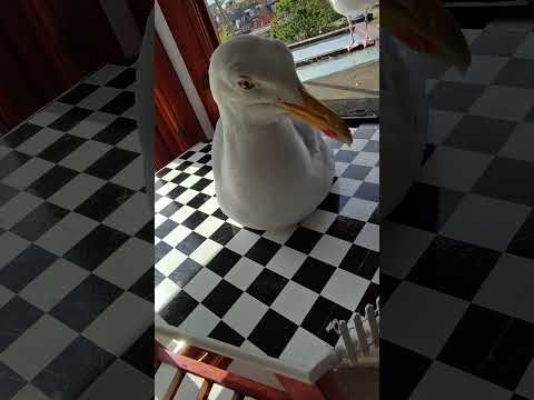 Only Good Seagulls Get Salmon... thumbnail