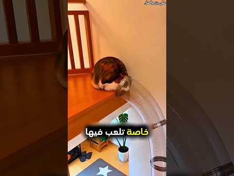 صاحبها يشتري منزل جديد بطريقة مميزة ❤️ #shorts thumbnail