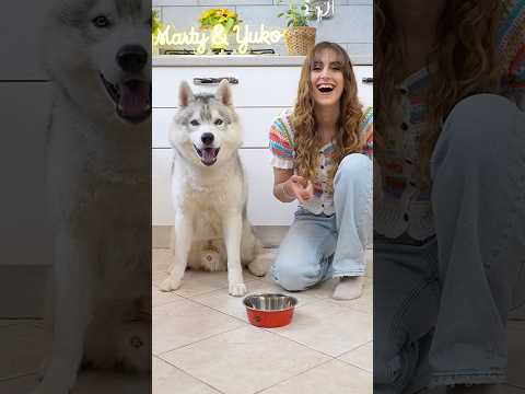 FINGO di dare la PAPPA ai miei CANI ma si ARRABBIANO! 🫣🐶😰 #dogchallenge #dog #dogs #cane #husky thumbnail