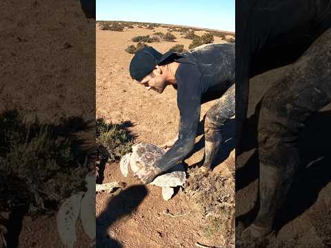 sea turtle stuck in dry tidal mud flats.. thumbnail