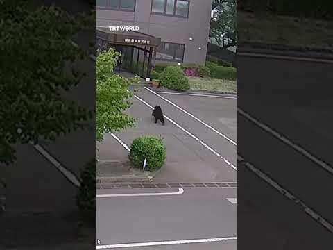Four injured as bear attacks people in Fukushima thumbnail