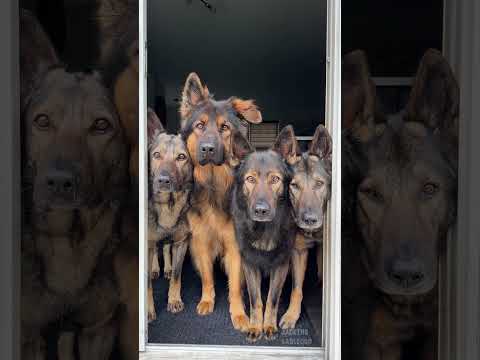 Smart Dogs thumbnail