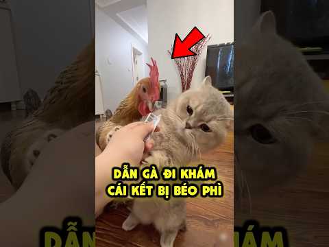 Nuôi gà mà cứ ngỡ là nuôi heo 🐔🐽 thumbnail