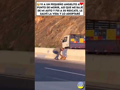 Le salvé la vida😢💔#rescue #rescuedog #love #amor thumbnail