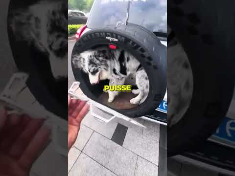 Ce Chien Déteste la Voiture, Alors... ? thumbnail
