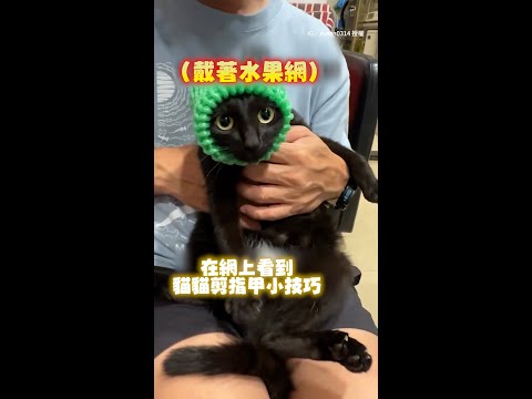 【貓貓剪指甲小技巧】水果網套貓咪頭上　竟眼神呆滯超乖不反抗XD #Shorts thumbnail
