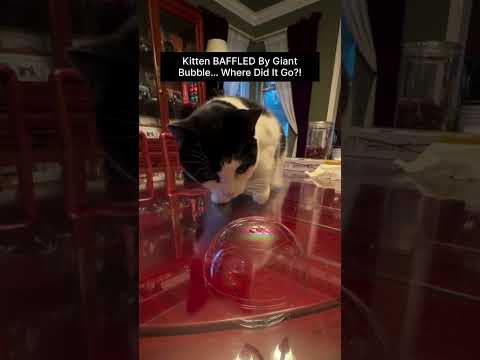 Kitten BAFFLED By Giant Bubble… Where Did It Go?! thumbnail