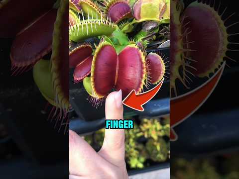 Touching a Dangerous Plant and This Happened‼️😱 thumbnail