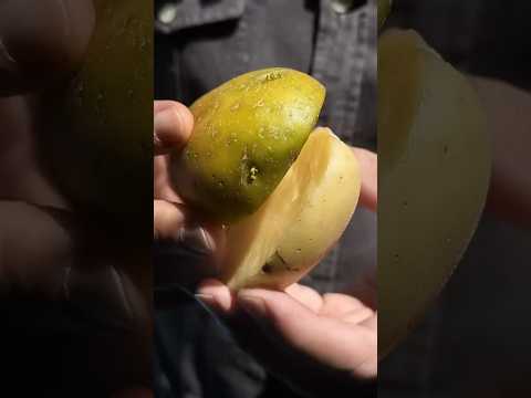 O PERIGO escondido na BATATA VERDE! thumbnail