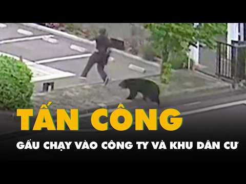 Một con gấu chạy vào công ty và khu dân cư ở Nhật Bản, cắn bị thương 4 người thumbnail