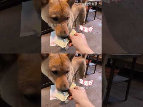 前腿一百，后腿一块，明码标价#狗#中华田园犬#萌宠#搞笑 #万万没想到 #离谱 thumbnail
