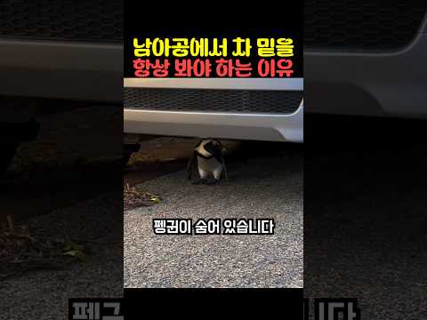 남아공에서 차 밑을 항상 봐야 하는 이유 thumbnail