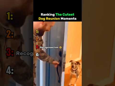 Ranking The Cutest Dog Reunion Moments #dog thumbnail