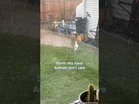 Storm？What storm？⛈️#animals #storm #funny #animallife #pets #wildlife #wildanimals thumbnail