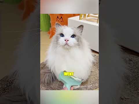 قلبٌ مليءٌ بالذكريات 🐾💖 thumbnail