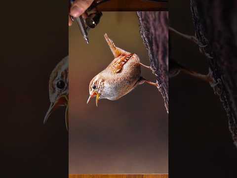 Wren on paper #drawing #art thumbnail