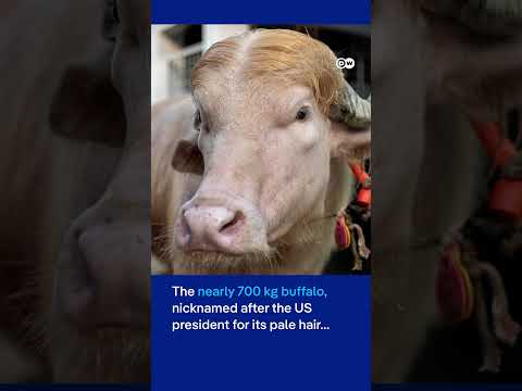 Bangladesh's rare Albino buffalo named 'Donald Trump' becomes Eid sensation | DW News thumbnail