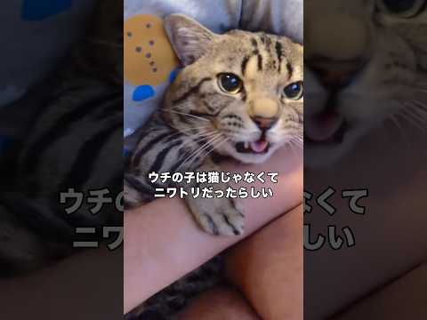 猫を飼ってるのかと思ったらニワトリだったみたいです #猫 #キジトラ #ミックス猫 #shorts thumbnail