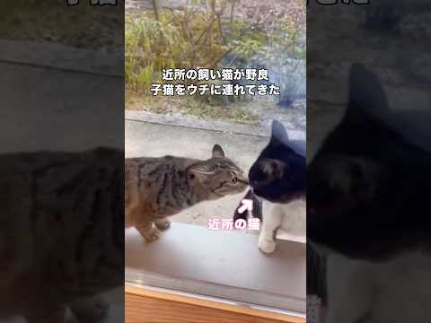 喧嘩という喧嘩で向かうところ敵なしの近所の飼い猫が野良子猫を連れてきた #野良猫 #子猫 #保護猫 #shorts thumbnail