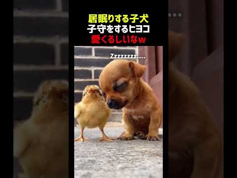 居眠りする子犬 子守をするヒヨコ thumbnail