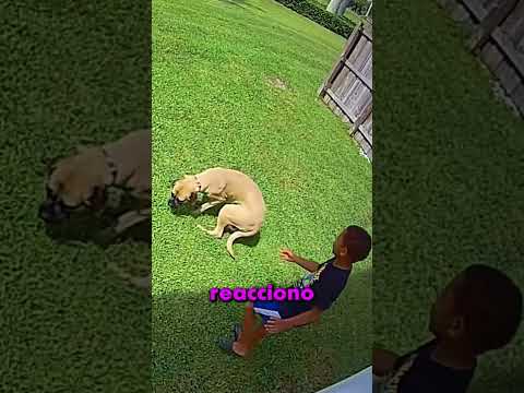 ESTE NIÑO SALVÓ A SU PERRO!! 😯 thumbnail