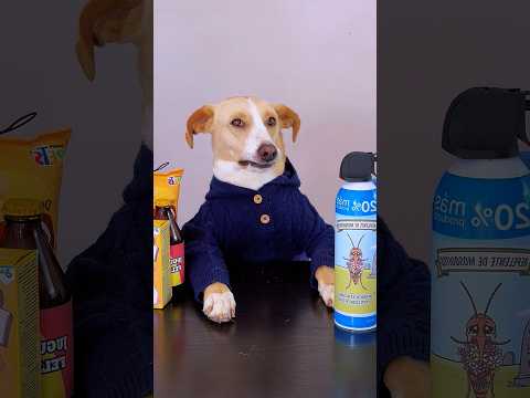 ¿Quién es más burra? thumbnail