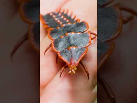 Prehistoric Bug Found! thumbnail