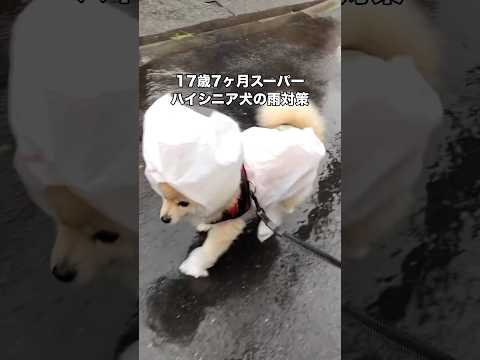 飼い主が一生懸命こしらえたビニール袋カッパでお散歩するスーパーハイシニア犬 #ハイシニア犬 #老犬 #ポメラニアン #shorts thumbnail