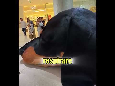 Il cane più grande del mondo! È VERO 🤯🔥 thumbnail