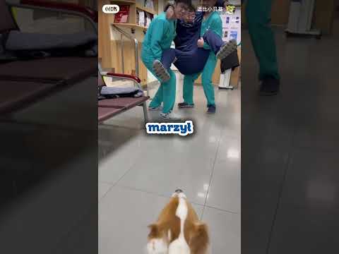 Mściwy corgi i muzyczne kuleczki thumbnail