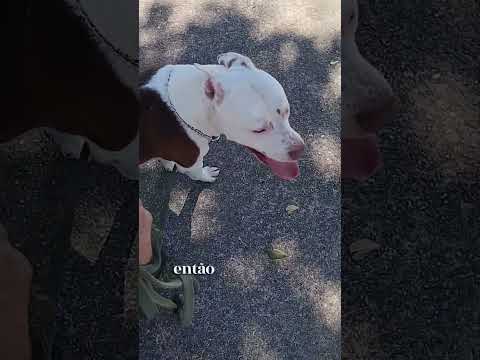 Dica do Dia - Evitando Acidente #cães #caesemtreinamento #pets #shorts #shortsfeed #cachorro #dogs thumbnail