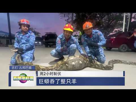 【用2小时制伏 巨蟒吞了整只羊】 thumbnail