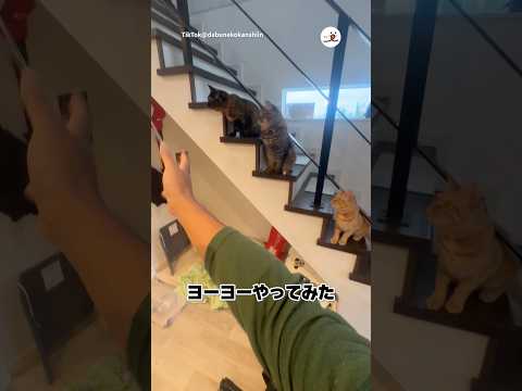 猫の前でヨーヨーやってみたら｜PECO thumbnail