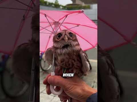 The amusing owl#animals #funnyanimal #funny #cute #owl thumbnail