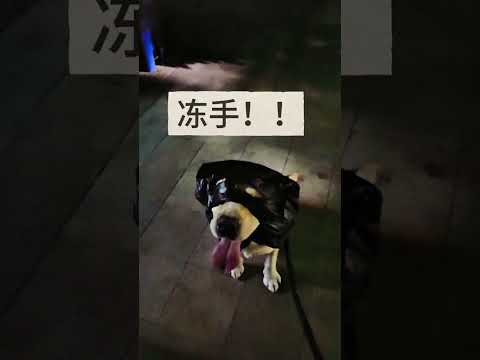 修勾打劫……#萌宠出道计划#萌宠推荐官#拉布拉多#狗狗#狗狗的心思都写在脸上了 thumbnail