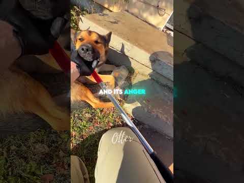 Every Dog Deserves Kindness❤️‍? thumbnail
