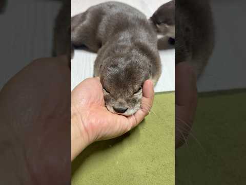 手のひらを出すとアゴをのせてくるカワウソとなぜかダンスになってしまうカワウソ😏😏 One Rests His Chin, the Other Starts Dancing! #shorts thumbnail