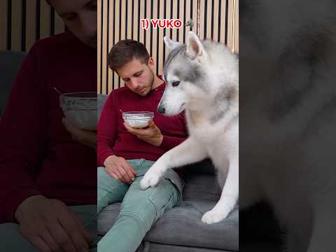 POV: Quando ti ADDORMENTI mentre MANGI ma hai dei CANI e GATTI! 🐶🤣🙀 #challenge #dogchallenge #cat thumbnail