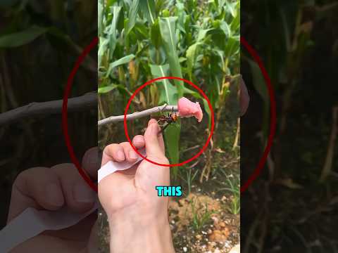 He Tracked a Hornet And What He Found Was TERRIFYING!‼️😱 thumbnail