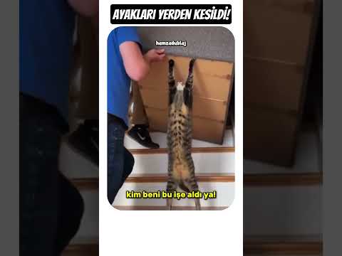 ALLAHIM UÇUYORUM...🪽 thumbnail