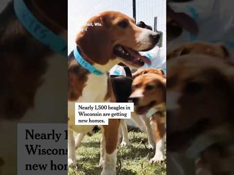 1,500 Beagles From Ridglan Farms Are Getting New Homes thumbnail
