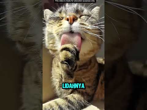FAKTA LIDAH KUCING❗️ thumbnail