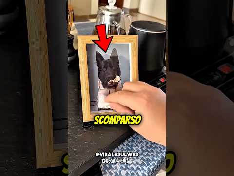 Aveva PERSO il suo CANE,ma poi…❤️🐶 #shorts thumbnail