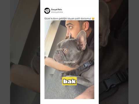 Güzel kızların geldiğini duyan patili dostumuz ? thumbnail